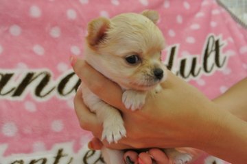 チワワ(ロング)【三重県・女の子・2013年8月18日・イザベラ】の写真「ゴールド色です」