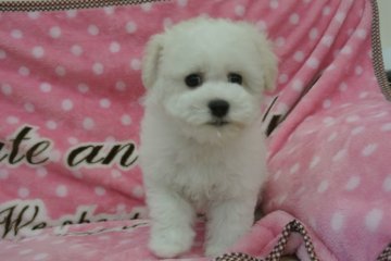 ビションフリーゼ【三重県・女の子・2013年9月30日・ホワイト】の写真「ママ犬パパ犬良血統です。」