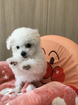 ビションフリーゼ【三重県・男の子・2018年12月28日・ホワイト】の写真「小柄！パパチャンピオン！」