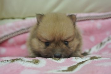 ポメラニアン【三重県・男の子・2014年6月9日・オレンジ】の写真「」