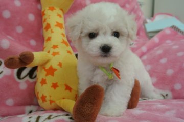 ビションフリーゼ【三重県・女の子・2013年8月22日・ホワイト】の写真「優良血統の赤ちゃんです」