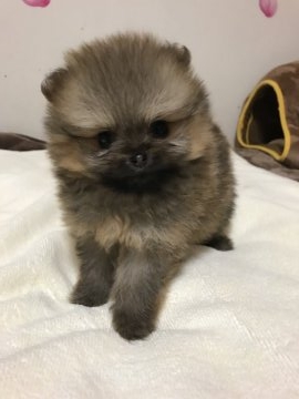 ポメラニアン【三重県・女の子・2018年1月22日・オレンジ】の写真「極小サイズ！」