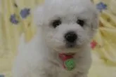 ビションフリーゼ【三重県・女の子・2013年3月21日・ホワイト】の写真1