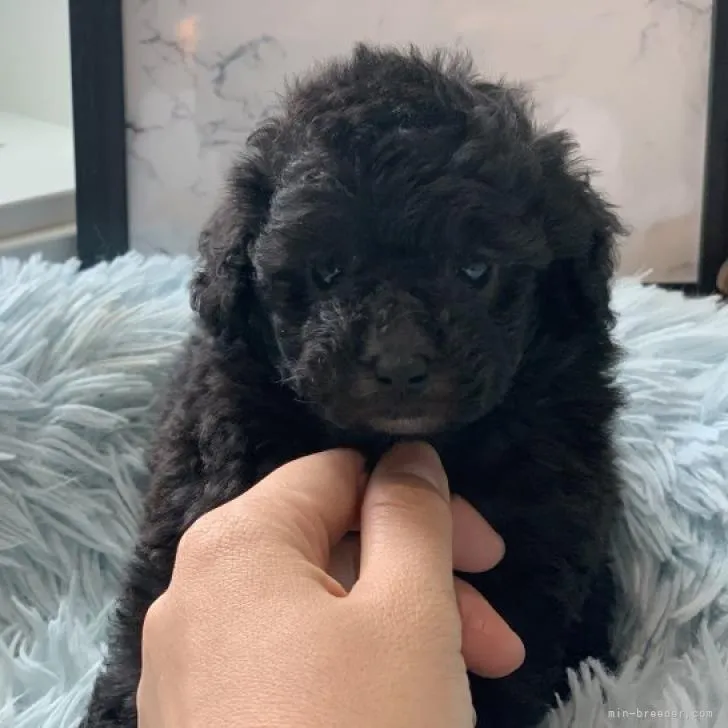 ID:2207-01372の子犬