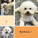 ビションフリーゼ【三重県・女の子・2018年6月18日・ホワイト】の写真4「ママです！」