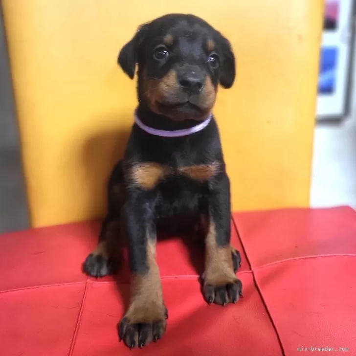 ID:2504-00736の子犬