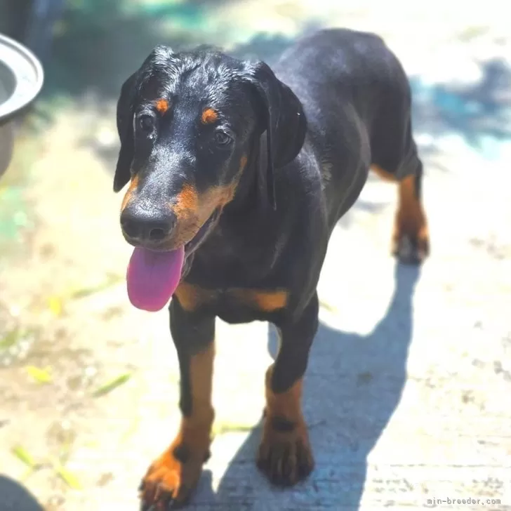 ID：2508-01091の子犬