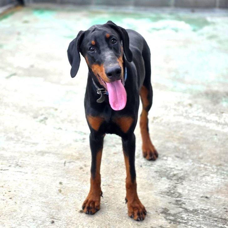 ブリーダー画像