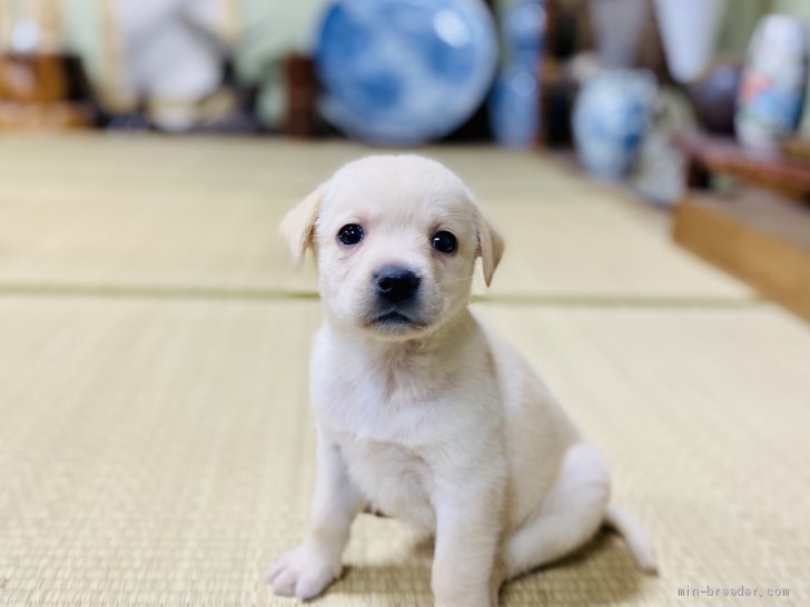 M.E 様のお迎えした子犬