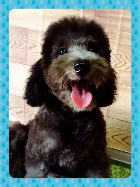 こてつ 様のお迎えした子犬