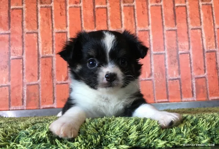 ID：1712-01496の子犬