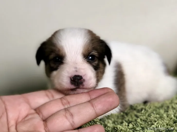 ID：1902-00733の子犬