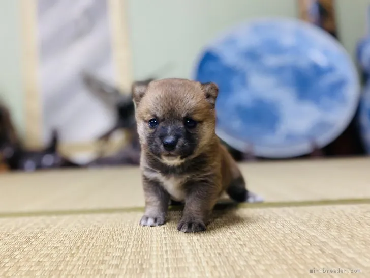 ヒロシ 様のお迎えした子犬