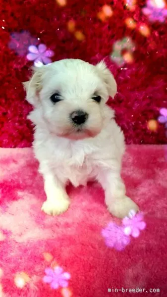 ID:1507-01806の子犬