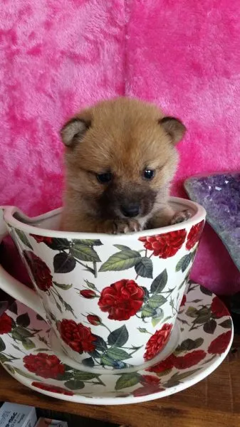 ID：1504-00609の子犬