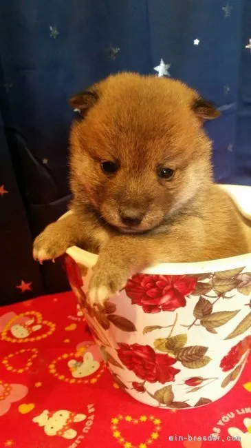 ID：1604-00056の子犬