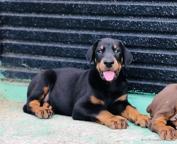 ID：1905-02824の子犬