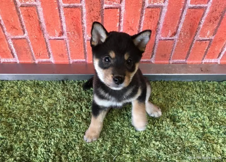 ID:1711-00841の子犬
