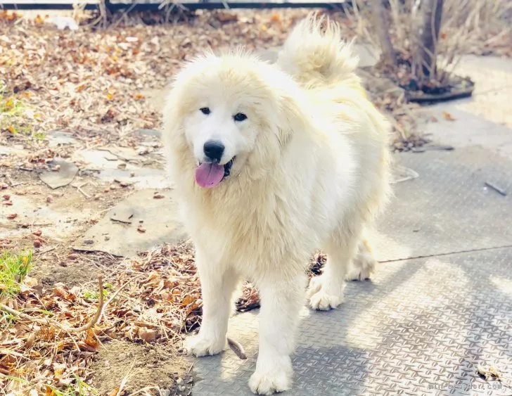 ID：1902-02515の子犬