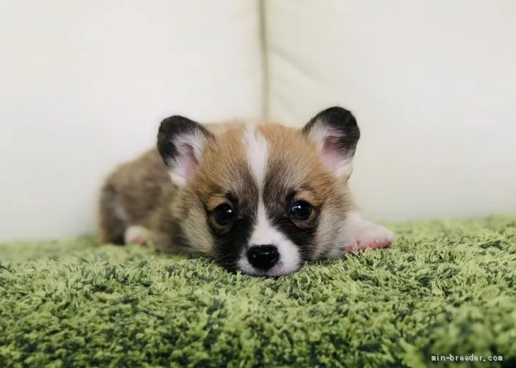 あんずパパ 様のお迎えした子犬