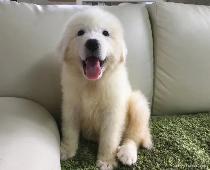 ID：1808-02323の子犬