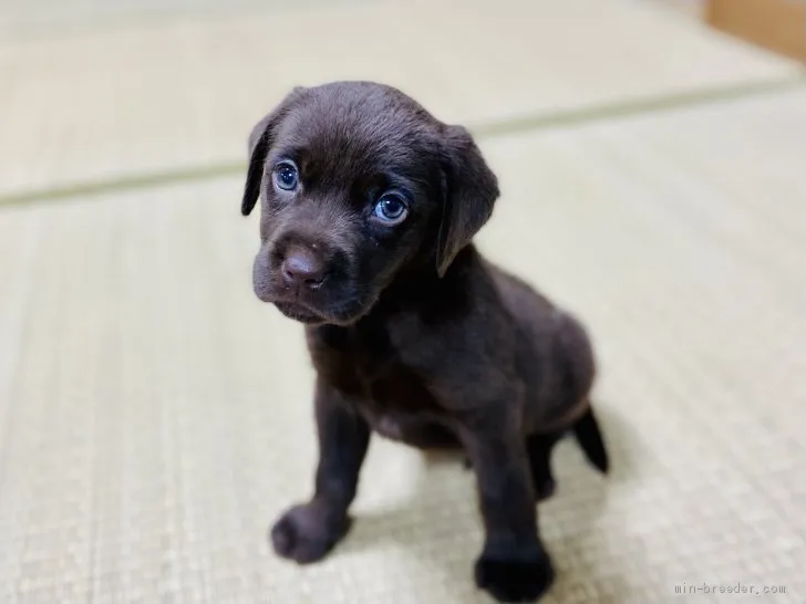 ID：2105-02257の子犬