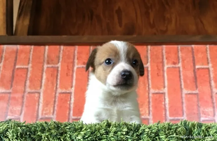 まるこ 様のお迎えした子犬