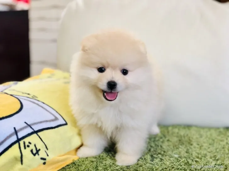 ID：1909-01208の子犬