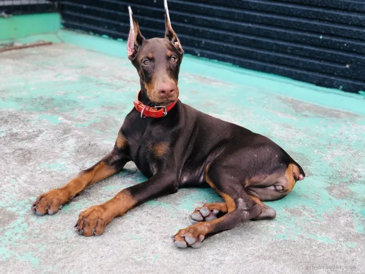 ID：1905-02828の子犬