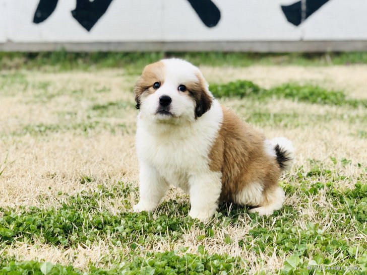 父グレートピレニーズ 母バーニーズマウンテンドック 茨城県 女の子 年2月12日 ブラウンホワイト バニピレ 甘えん坊な女の子 みんなのブリーダー 子犬id 03