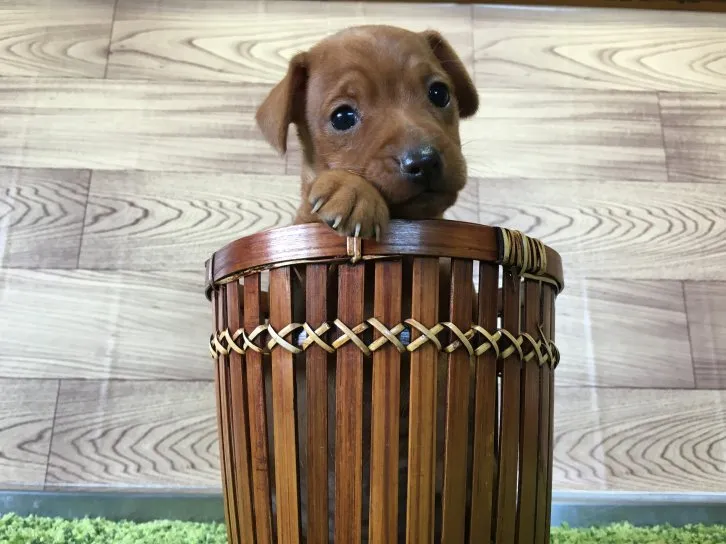 ID：1609-01813の子犬