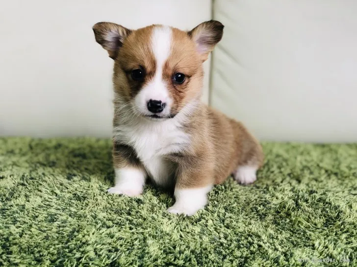 ID:1904-00031の子犬