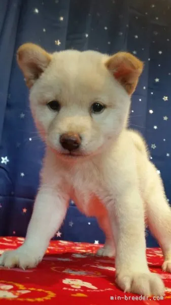 ID：1510-00326の子犬