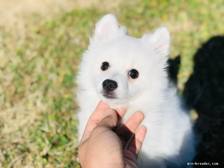 ID:2001-01817の子犬