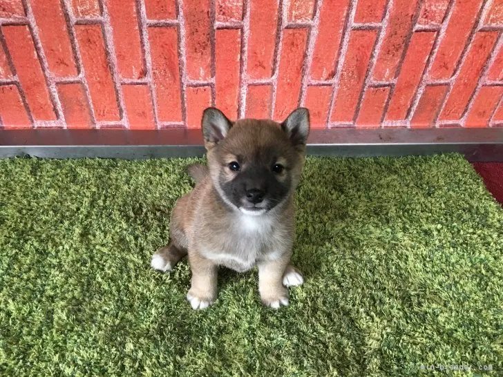 てんてん 様のお迎えした子犬