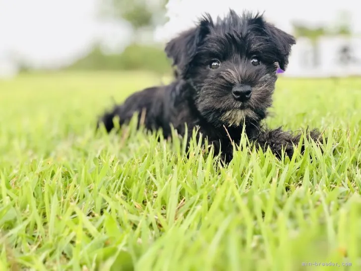 Y.K 様のお迎えした子犬