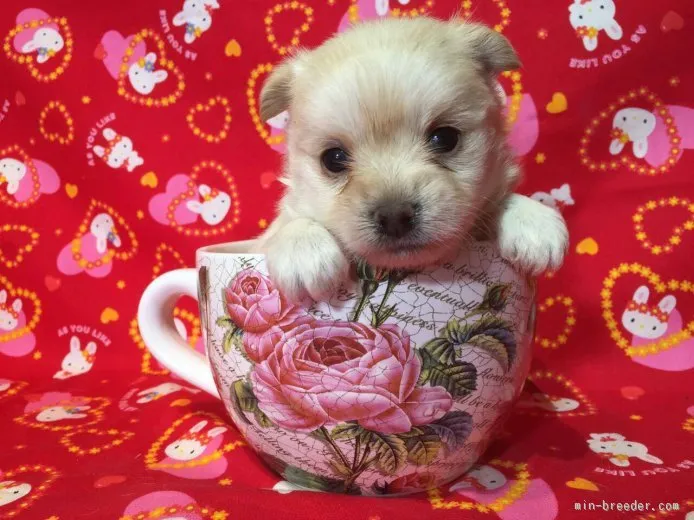 クゥ 様のお迎えした子犬