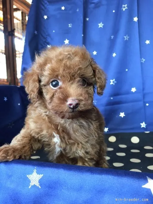 リョウちゃんママ 様のお迎えした子犬