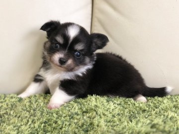 チワワ(ロング)【茨城県・女の子・2018年11月5日・ブラック&タン】の写真「⭐️クリスマス特別価格⭐️  ⭐️小さな女の子⭐️」