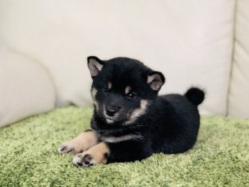 柴犬(豆柴)【茨城県・女の子・2019年6月1日・黒】の写真「両親豆柴認定犬☆ 可愛い女の子💕」