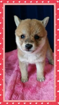 柴犬(豆柴)【茨城県・女の子・2015年1月22日・赤】の写真「チビッコ！豆柴」