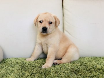 ラブラドールレトリバー【茨城県・男の子・2019年4月21日・イエロー】の写真「甘えん坊な男の子💫」