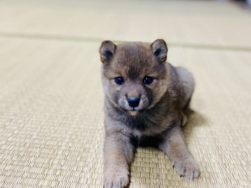 柴犬(豆柴)【茨城県・女の子・2021年9月25日・赤】の写真「人懐っこい甘えん坊💕クリスマス価格💕」