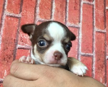 チワワ(ロング)【茨城県・女の子・2018年3月28日・チョコタン】の写真「極小チワワ 🍀特別価格🍀」