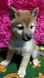 柴犬(豆柴)【茨城県・女の子・2015年3月22日・赤】の写真「両親共に豆柴認定犬です。」