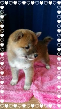 柴犬(豆柴)【茨城県・女の子・2015年1月22日・赤】の写真「父、母、豆柴認定犬！」