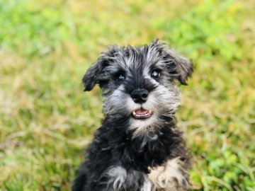 ミニチュアシュナウザー【茨城県・女の子・2019年9月1日・ソルト&ペッパー】の写真「甘えん坊な女の子！可愛いです💕」