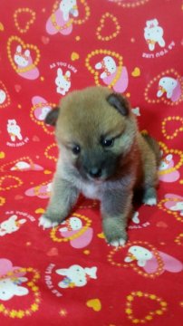 柴犬(豆柴)【茨城県・女の子・2015年9月30日・赤】の写真「両親・両祖父母☆豆柴認定犬☆3代目豆柴犬です！！」