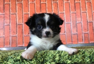 チワワ(ロング)【茨城県・女の子・2017年11月1日・ブラック&ホワイト】の写真「可愛いチワワの女の子🎵 甘えん坊💕 クリスマス価格」