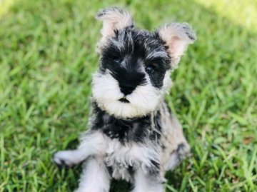 ミニチュアシュナウザー【茨城県・男の子・2019年7月19日・ソルト&ペッパー】の写真「甘えん坊な男の子💕 もこもこです✨」